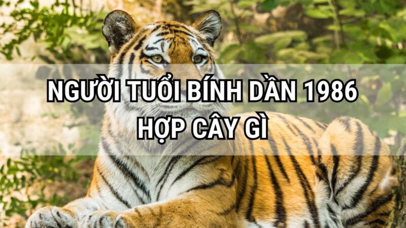 Nam và nữ sinh năm tuổi Dần 1986 hợp cây gì?