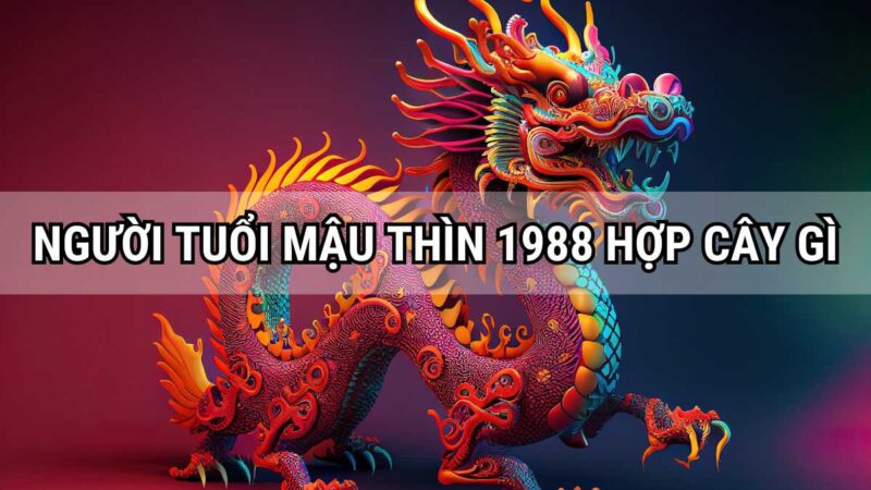 Người tuổi Mậu Thìn năm 1988 hợp với cây gì?