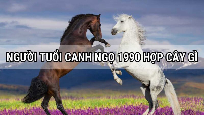 Người tuổi Canh Ngọ 1990 hợp cây gì?