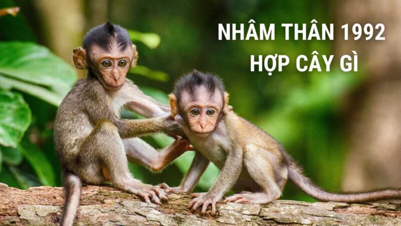 Người tuổi Nhâm Thân 1992 hợp cây gì?