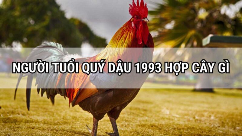 Người tuổi Quý Dậu sinh năm 1993 hợp cây gì?