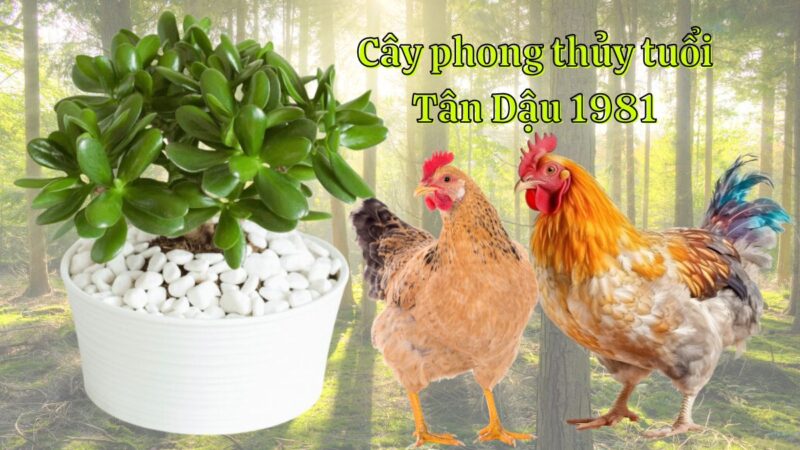 Tuổi Tân Dậu 1981 hợp cây gì? Cây phong thủy tuổi Tân Dậu nên trồng