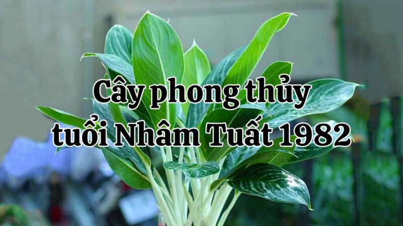 Nhâm Tuất 1982 hợp cây gì? Top cây phong thủy hợp mệnh Thủy 1982