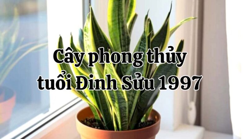 Đinh Sửu 1997 hợp cây gì? Cây phong thủy hợp với tuổi Đinh Sửu nhất