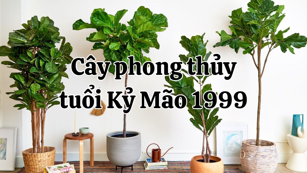 Cây Phong Thủy Hợp Với Tuổi Kỷ Mão 1999