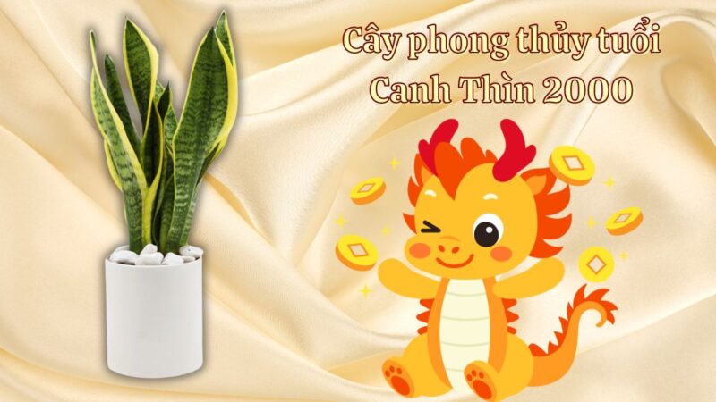 Cây Cảnh Phong Thủy Hợp Tuổi 2000 - Canh Thìn