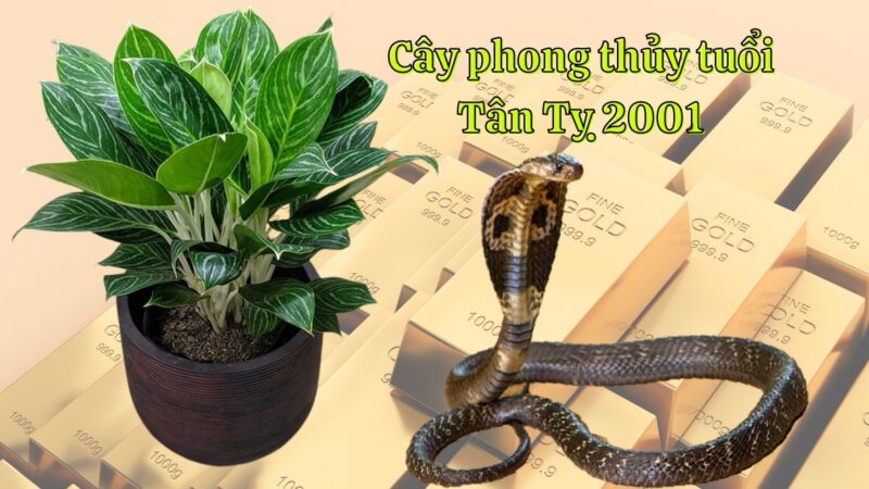 Tuổi Tân Tỵ 2001 hợp cây gì? Tổng hợp cây phong thủy cho tuổi Tân Kỵ 2001