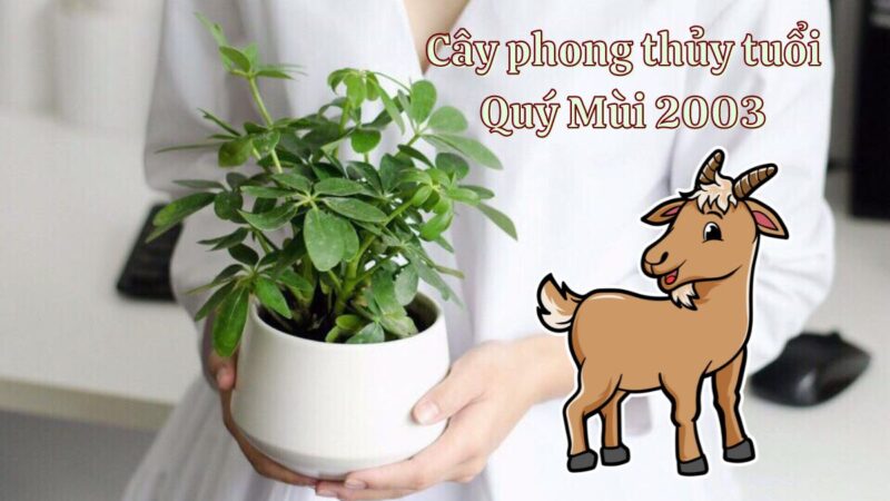 2003 hợp cây gì? Top cây phong thủy tuổi Quý Mùi