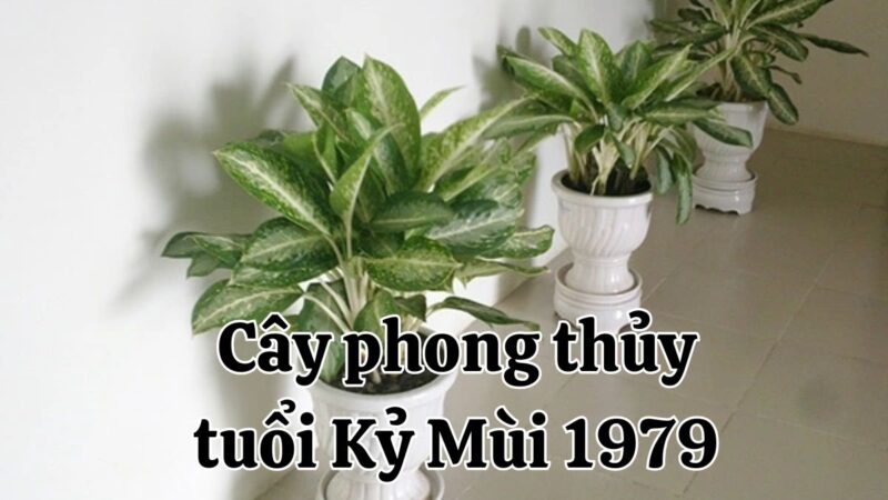 Tuổi Mùi 1979 hợp cây gì năm 2024? Gợi ý cây may mắn mệnh Hỏa