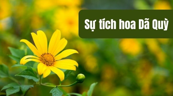 Truyện cổ tích Việt Nam: Sự tích hoa Dã Quỳ