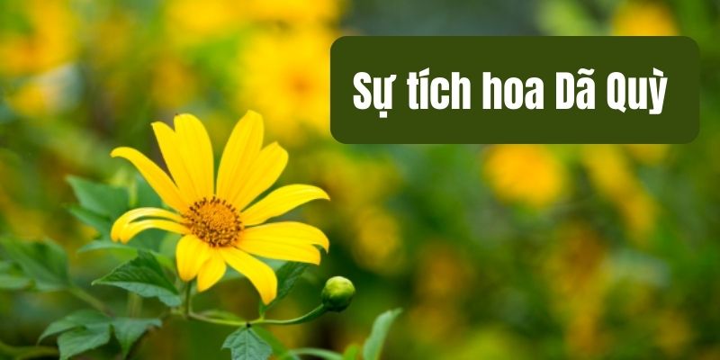 Truyện cổ tích Việt Nam: Sự tích hoa Dã Quỳ