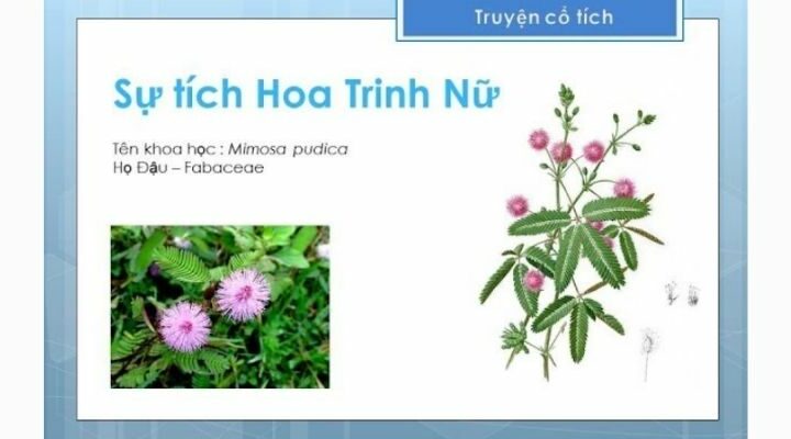 Truyện cổ tích Việt Nam: Sự tích Hoa Trinh Nữ