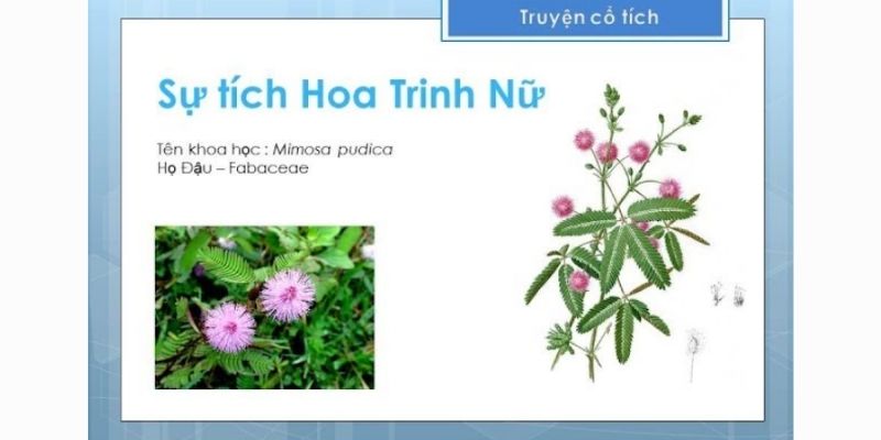 Truyện cổ tích Việt Nam: Sự tích Hoa Trinh Nữ