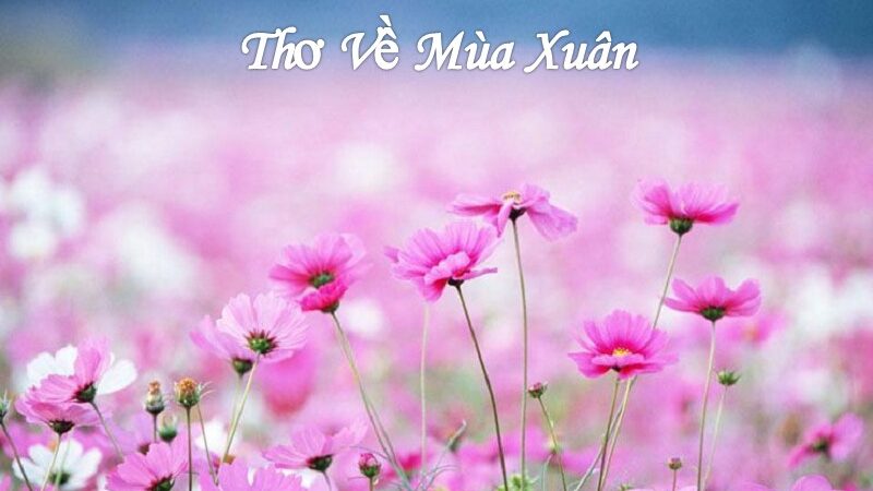 Tuyển tập những bài thơ viết về mùa xuân hay, lãng mạn nhất