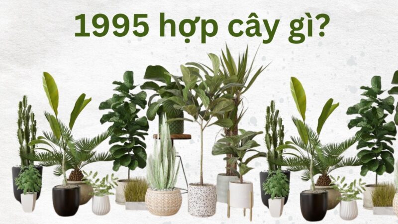 Ất Hợi 1995 hợp cây gì? Chọn cây phong thủy mệnh Hỏa 1995