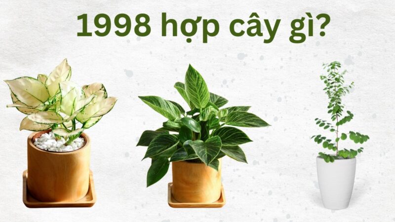 Mậu Dần 1998 hợp cây gì? Top cây hợp mệnh Thổ tuổi Hổ