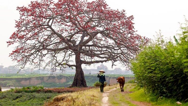 Thơ hay về thiên nhiên và con người – Thơ cảnh đẹp hữu tình, an nhiên tự tại