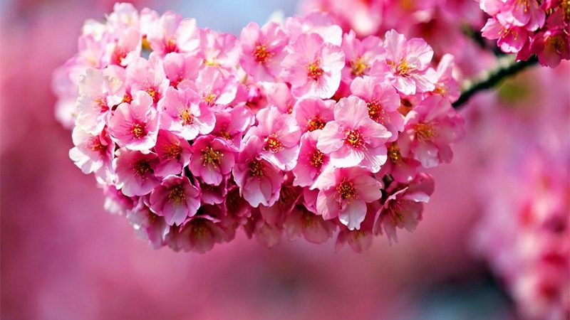 Tổng hợp những bài thơ về hoa Đào ấm áp ngày xuân, hoa anh đào và tình yêu
