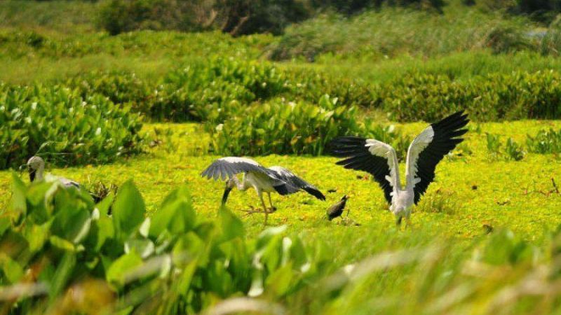 Đi lấy mật (Đoàn Giỏi) văn 7 – Tóm tắt, đề tài, sơ đồ tư duy