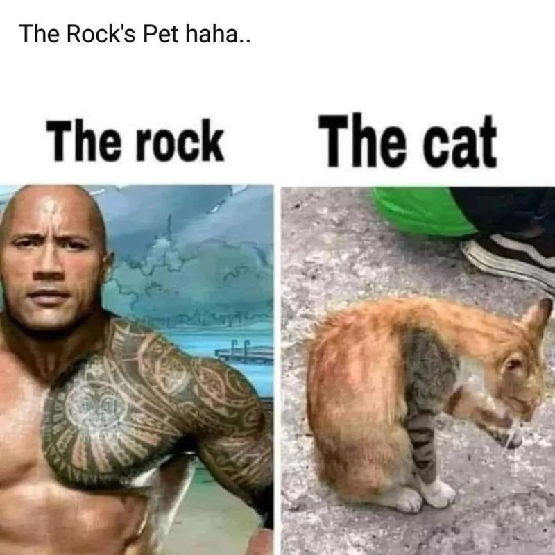 Meme The Rock pet