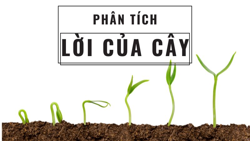 phân tích bài thơ lời của cây