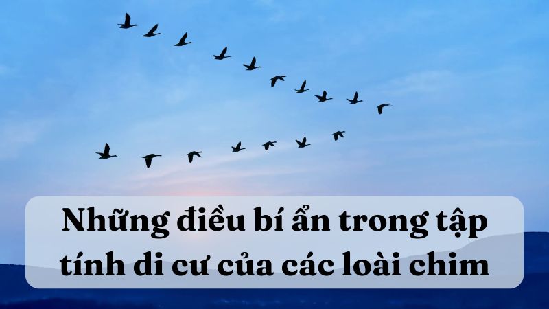 Soạn bài Những điều bí ẩn trong tập tính di cư của các loài chim