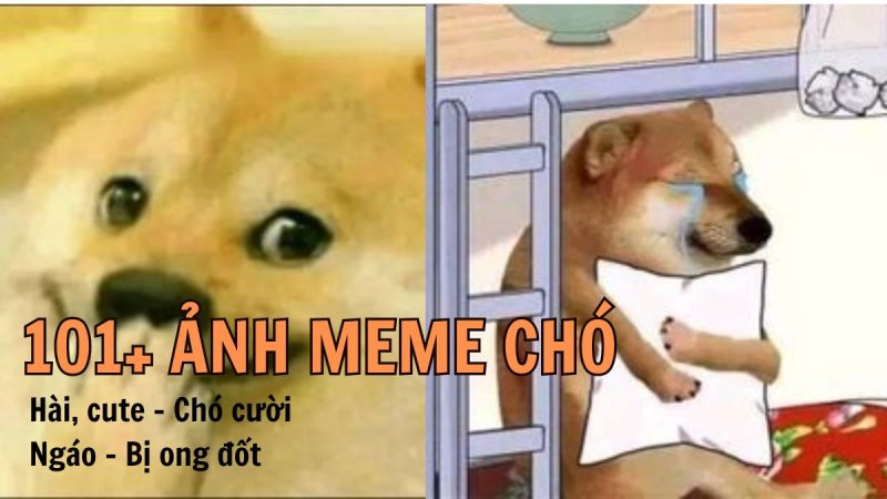 Khám phá 101 ảnh meme chó cute hài hước cười đứt ruột