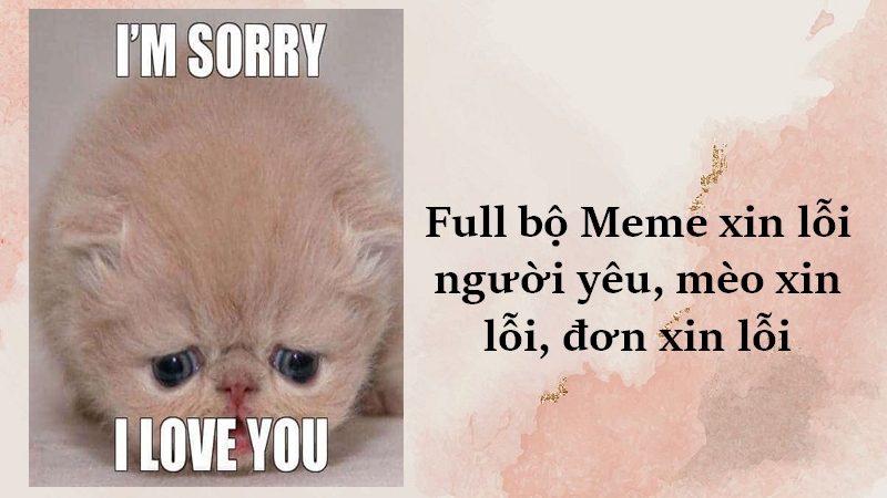 101+ meme xin lỗi người yêu, meme mèo xin lỗi cute nhất