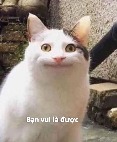 Ảnh mèo bất lực meme