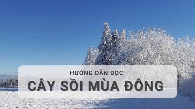 Đọc hiểu Cây sồi mùa đông