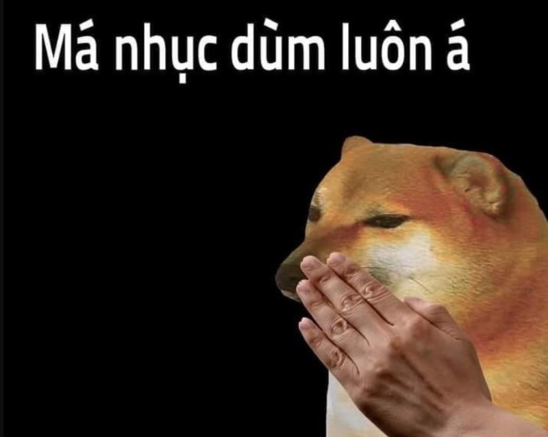 meme chó ngáo đẹp