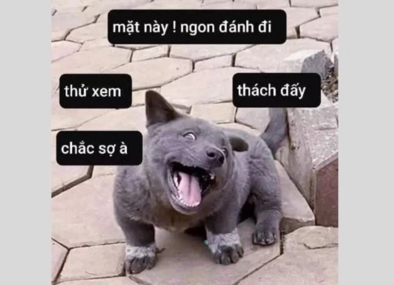 meme chó ngáo hài hước