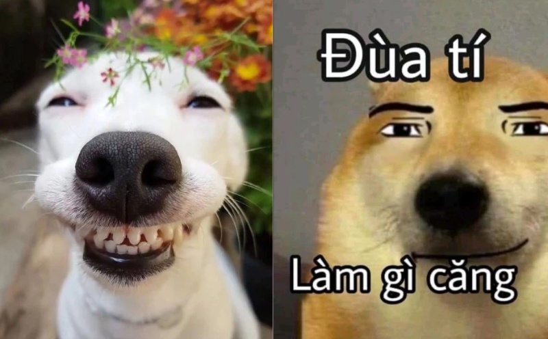 meme chó sủa