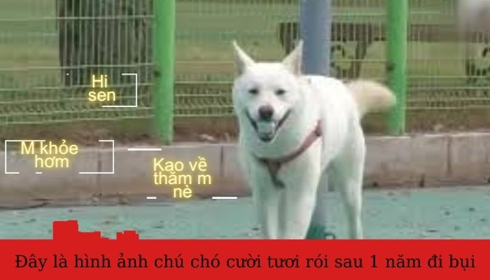 Meme chó đi bụi cười tươi rói