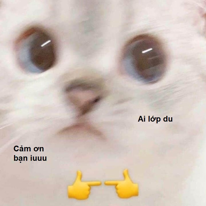 Meme chú mèo cảm ơn cute phomaique