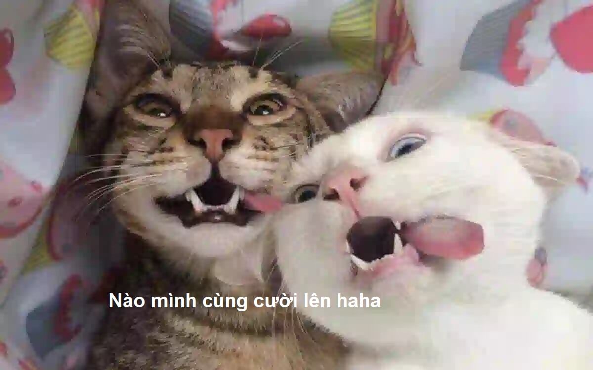 Meme cười ngại ngùng