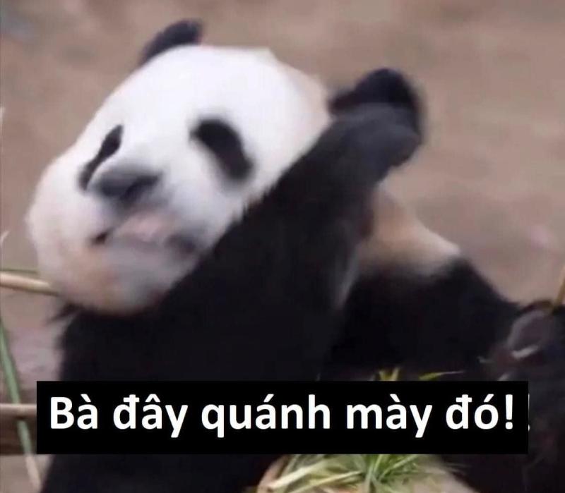 meme gấu trúc đánh người