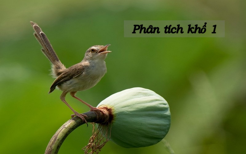 Phân tích khổ thơ đầu bài mùa xuân nho nhỏ