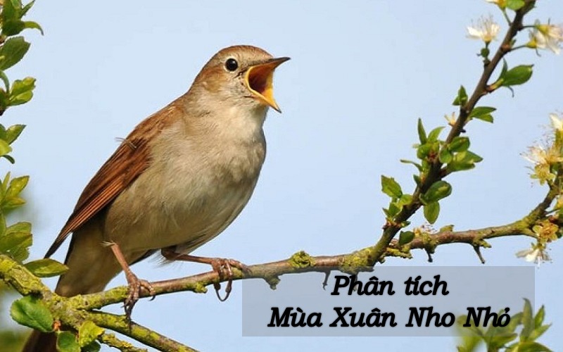 Phân tích mùa xuân nho nhỏ