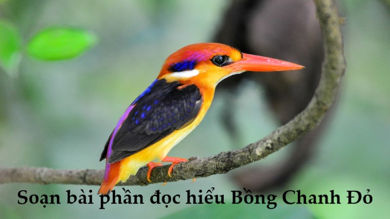 soạn bài bồmg chanh đỏ chân trời sáng tạo