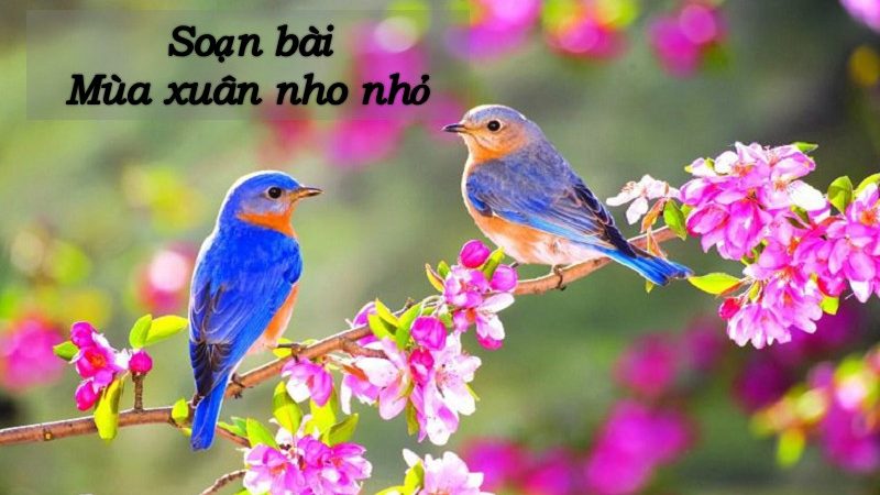 Soạn Mùa xuân nho nhỏ (Chân trời sáng tạo lớp 9 và Kết nối tri thức lớp 7)