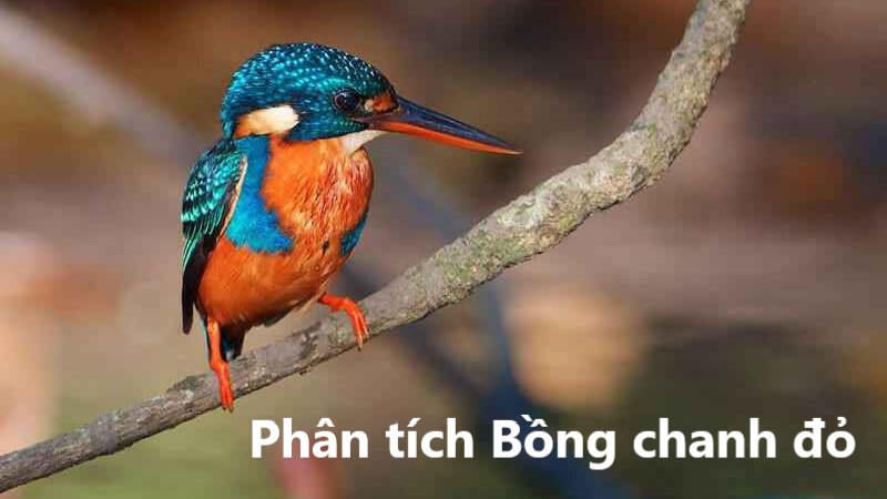 bồng chanh đỏ phân tích