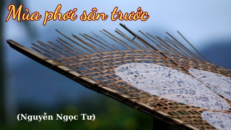 Mùa phơi sân trước (Nguyễn Ngọc Tư): Tác giả tác phẩm