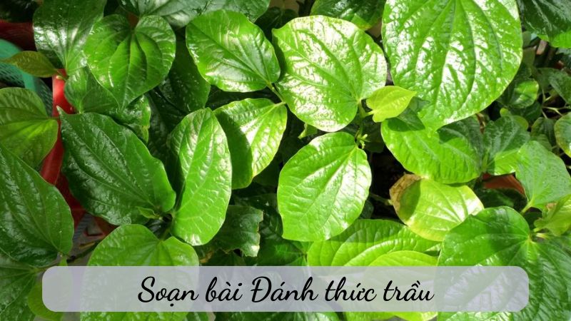 Soạn bài đánh thức trầu