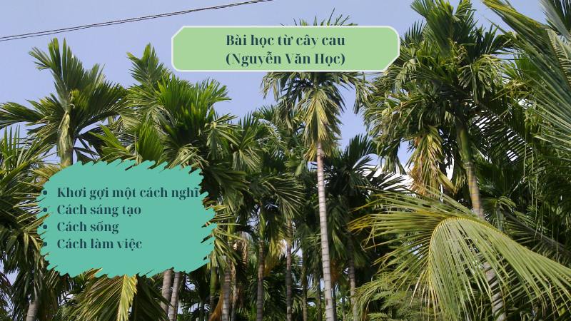 Soạn bài Bài học từ cây cau (Nguyễn Văn Học) – Ngữ văn 7