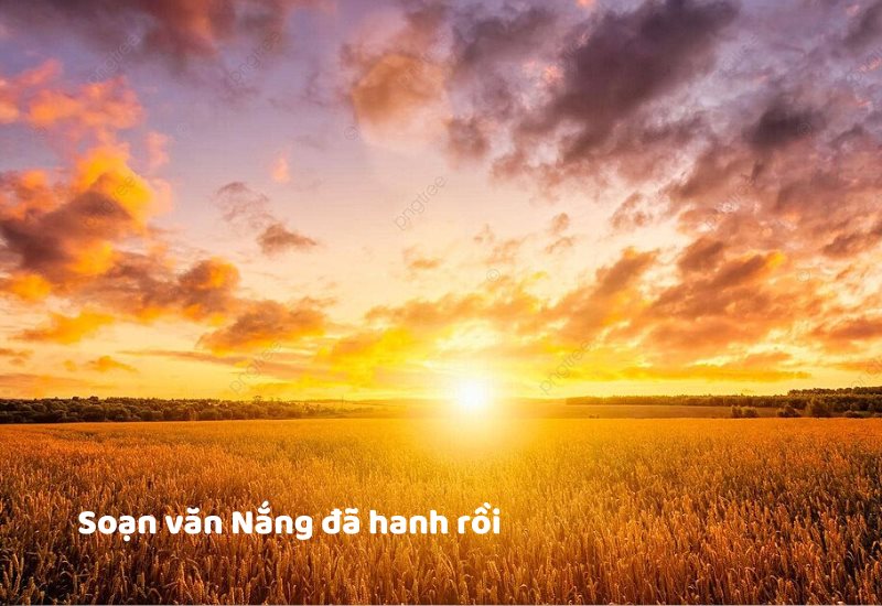 Soạn văn Nắng đã hanh rồi