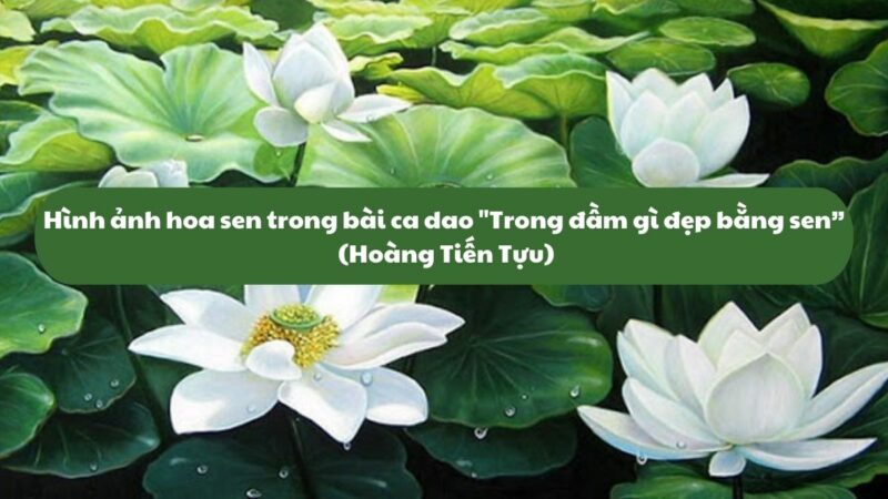 Hình ảnh hoa sen trong bài ca dao “Trong đầm gì đẹp bằng sen” (Hoàng Tiến Tựu)