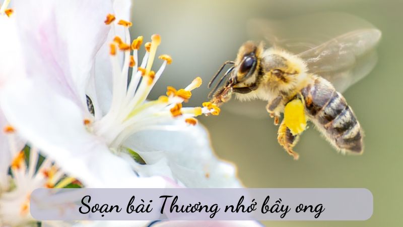 Soạn bài Thương nhớ bầy ong, Ngữ văn 6 Chân trời sáng tạo