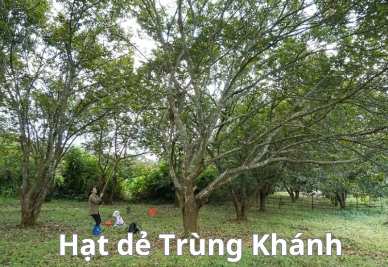 tóm tắt Mùa thu về Trùng Khánh nghe hạt dẻ hát