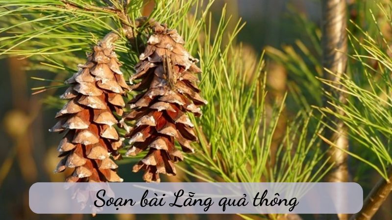 Soạn bài Lẵng quả thông, văn 6 Chân trời sáng tạo